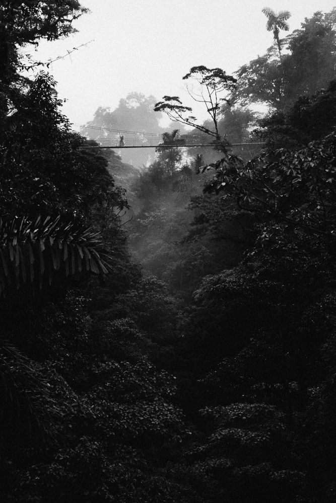Suspended bridge in jungle