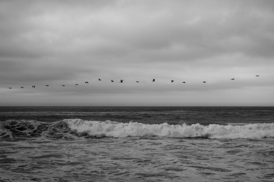 Line of geese