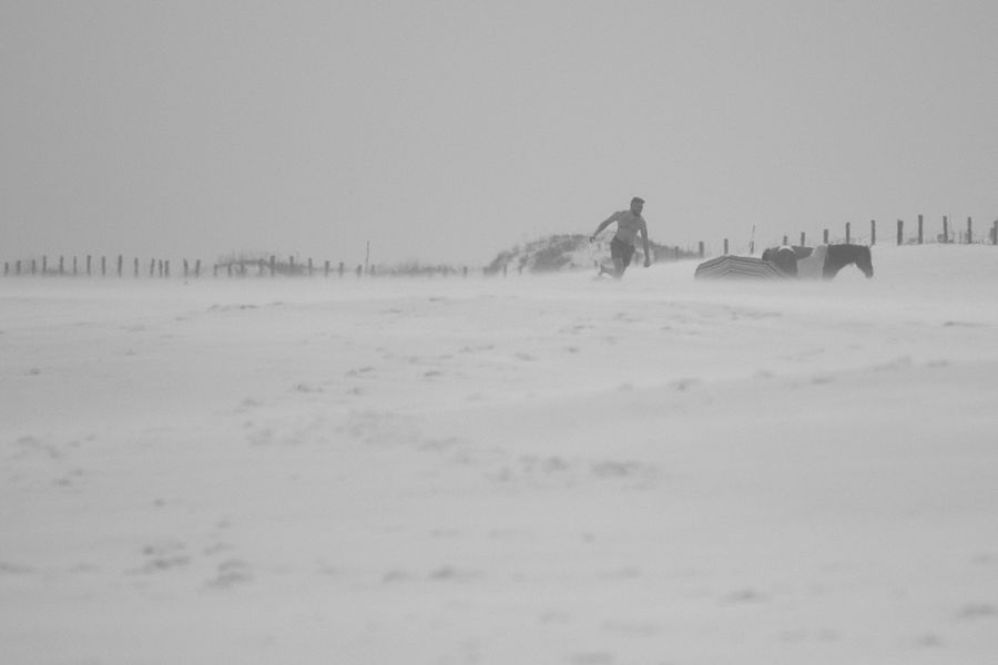 Beach wind and horse