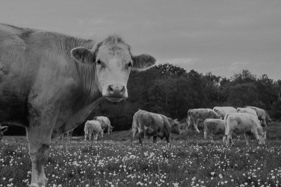 Friendly cow