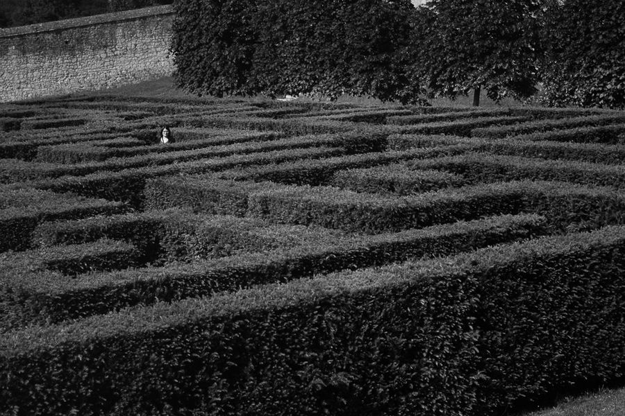 Hedgemaze