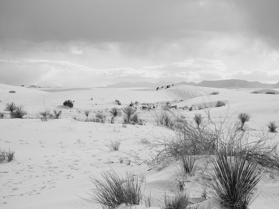 Gathered on a white dune