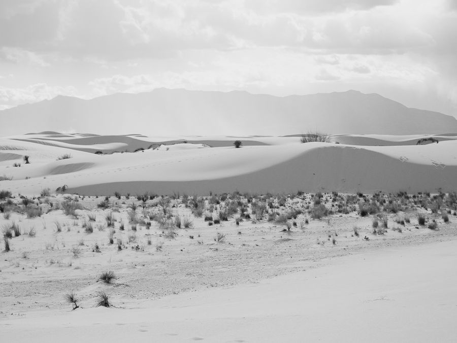 Grasses and white dunes